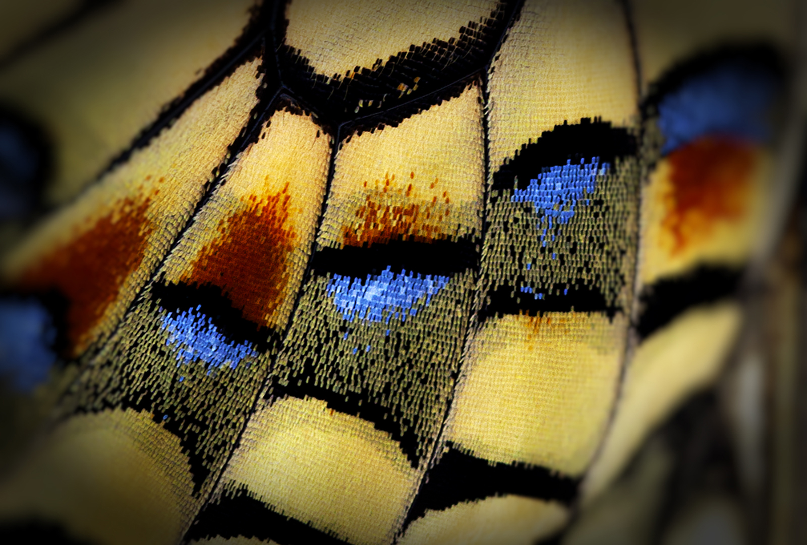 fauna