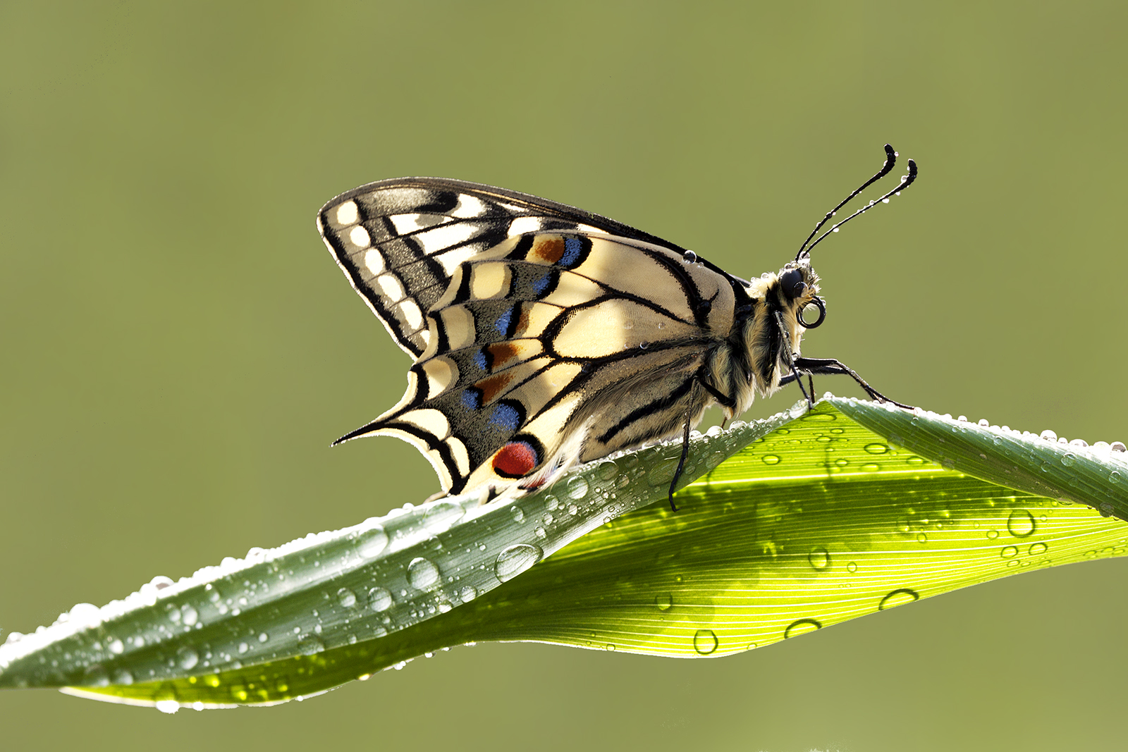fauna