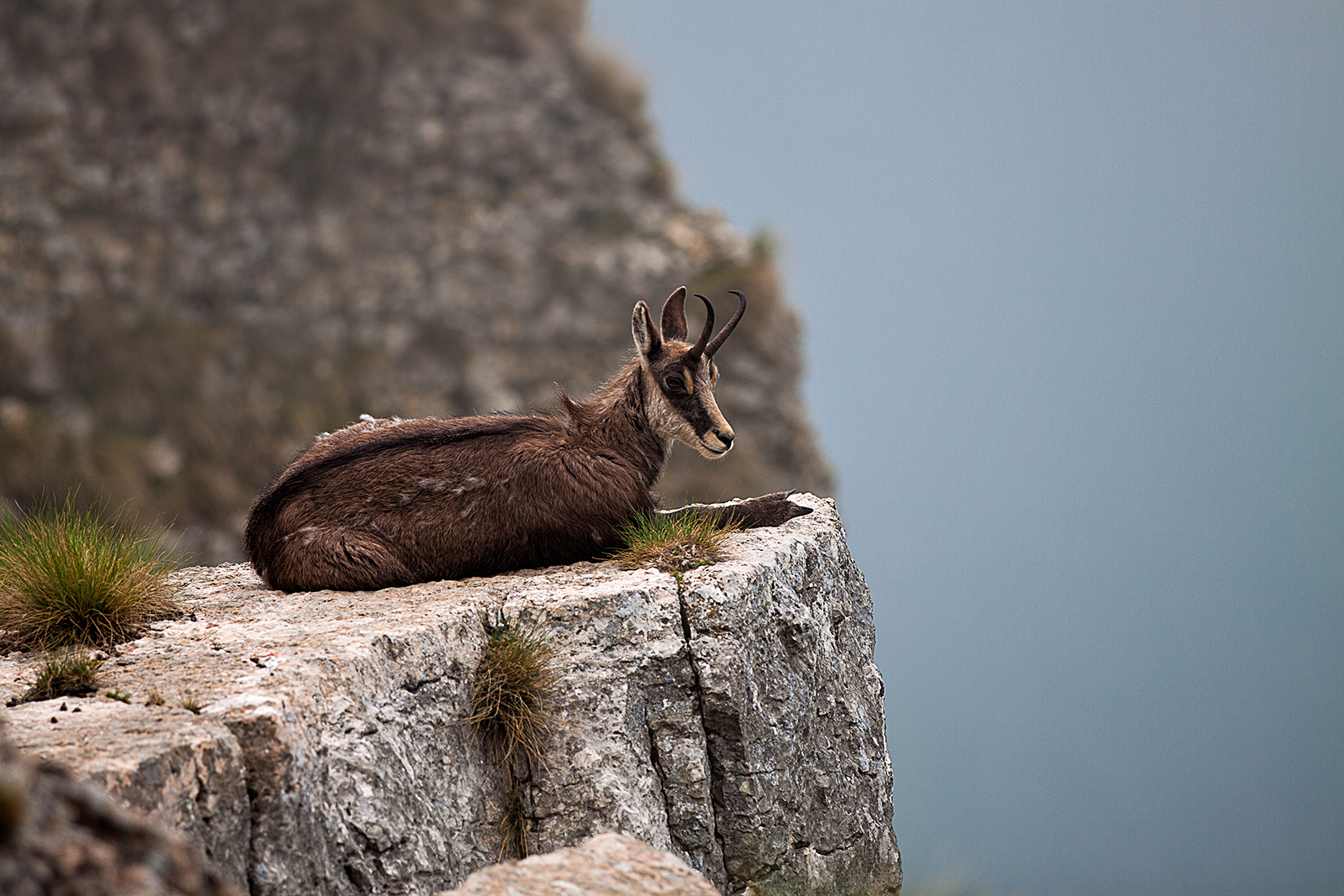 fauna
